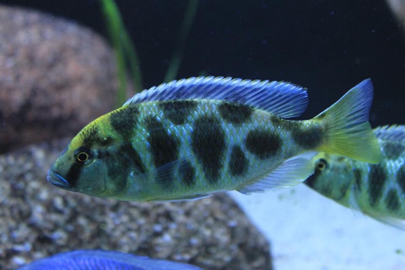 Nimbochromis venustus 'Luwala Reef'